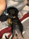 Chiweenie Puppies for sale in Springdale, AR, USA. price: $100
