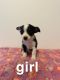 Chiweenie Puppies for sale in Grand Blanc, MI 48439, USA. price: $500