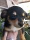 Chiweenie Puppies for sale in Glenwood, AR, USA. price: $200