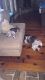 Chiweenie Puppies for sale in New Iberia, LA, USA. price: NA