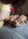 Chiweenie Puppies