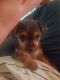 Chorkie Puppies for sale in Grand Saline, TX 75140, USA. price: NA