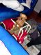 Chorkie Puppies for sale in North Bergen, NJ, USA. price: $1,000