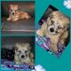 Chorkie Puppies for sale in Tarpon Springs, FL, USA. price: $850