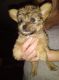Chorkie Puppies for sale in Ocala, FL 34480, USA. price: NA