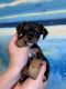 Chorkie Puppies for sale in Rowland Heights, CA, USA. price: $500