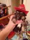 Chorkie Puppies for sale in Brush Creek, TN 38547, USA. price: $1,000