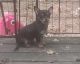 Chorkie Puppies for sale in Conroe, TX, USA. price: NA