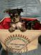Chorkie Puppies for sale in Wadsworth, OH 44281, USA. price: $800