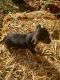 Chorkie Puppies for sale in Shipman, VA 22971, USA. price: $500
