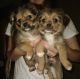 Chorkie Puppies for sale in 604 N Sowell St, Searcy, AR 72143, USA. price: $550