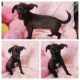 Chorkie Puppies for sale in Taylor, TX 76574, USA. price: $800