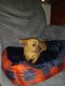 Chorkie Puppies for sale in Cleveland, TN 37323, USA. price: $300
