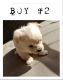 Chorkie Puppies for sale in Ontario, CA, USA. price: NA