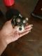 Chorkie Puppies for sale in Cary, NC, USA. price: $600