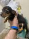 Chorkie Puppies for sale in Cohutta, GA 30710, USA. price: $75