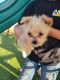Chorkie Puppies for sale in Ontario, CA, USA. price: $100
