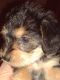 Chorkie Puppies for sale in Hillsdale County, MI, USA. price: $500