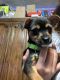 Chorkie Puppies for sale in Lytle, TX 78052, USA. price: $300