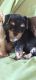 Chorkie Puppies for sale in Alvarado, TX 76009, USA. price: $100