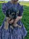 Chorkie Puppies for sale in Greencastle, PA 17225, USA. price: $450