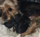 Chorkie Puppies for sale in Hightstown, NJ 08520, USA. price: $750