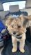 Chorkie Puppies for sale in Jersey City, NJ, USA. price: $1,000