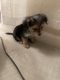 Chorkie Puppies for sale in Sacramento, CA, USA. price: $800