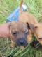Chorkie Puppies for sale in Pearland, TX, USA. price: $200