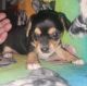 Chorkie Puppies for sale in Hightstown, NJ 08520, USA. price: $600