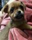 Chorkie Puppies for sale in Colton, OR, USA. price: NA