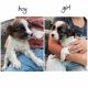 Chorkie Puppies for sale in Eldred, PA 16731, USA. price: NA