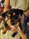 Chorkie Puppies for sale in Ypsilanti, MI, USA. price: NA