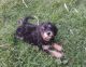 Chorkie Puppies for sale in Hillsdale County, MI, USA. price: $400