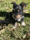 Chorkie Puppies for sale in Boca Raton, FL, USA. price: $1,500