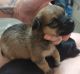 Chorkie Puppies for sale in Prattville, AL, USA. price: NA