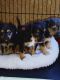 Chorkie Puppies for sale in Lake Butler, FL 32054, USA. price: $500