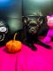 Chorkie Puppies for sale in Irvine, CA 92602, USA. price: $800