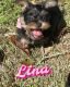 Chorkie Puppies for sale in Boca Raton, FL, USA. price: $1,500