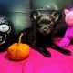 Chorkie Puppies for sale in Irvine, CA 92602, USA. price: $800