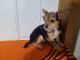 Chorkie Puppies for sale in Canton, OH, USA. price: $400