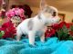 Chorkie Puppies for sale in Houston, TX, USA. price: $675