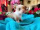 Chorkie Puppies for sale in Houston, TX, USA. price: $1,000