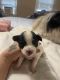 Chorkie Puppies for sale in Raleigh, NC, USA. price: $750