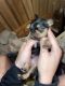 Chorkie Puppies for sale in Spur, TX 79370, USA. price: $275