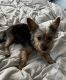 Chorkie Puppies for sale in Rockledge, FL, USA. price: NA
