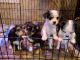 Chorkie Puppies for sale in Newport, WA 99156, USA. price: NA