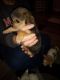 Chorkie Puppies for sale in Fort Payne, AL, USA. price: $400
