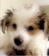 Chorkie Puppies for sale in Houston, TX, USA. price: $500