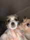 Chorkie Puppies for sale in Springfield, MA, USA. price: NA